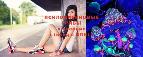 сатива Пересвет