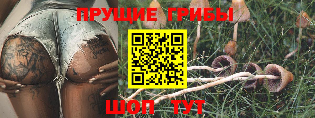 Сафоново  Галлюциногенные грибы прущие грибы  Вход с VPN 